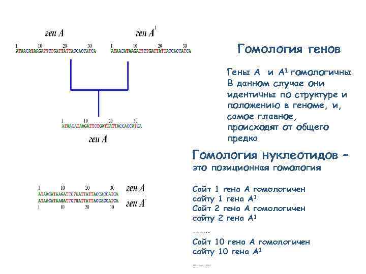 Гомология генов Гены A и A 1 гомологичны В данном случае они идентичны по