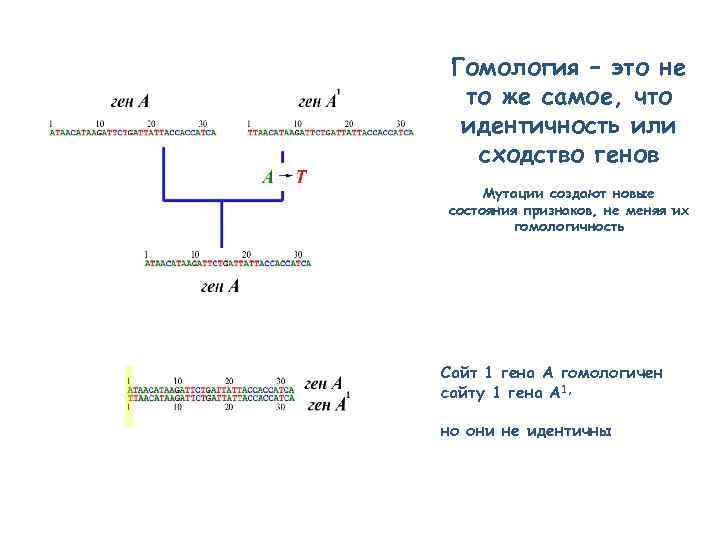 Гомология – это не то же самое, что идентичность или сходство генов Мутации создают