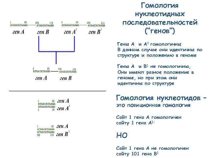 Гомология нуклеотидных последовательностей (“генов”) Гены A и A 1 гомологичны В данном случае они