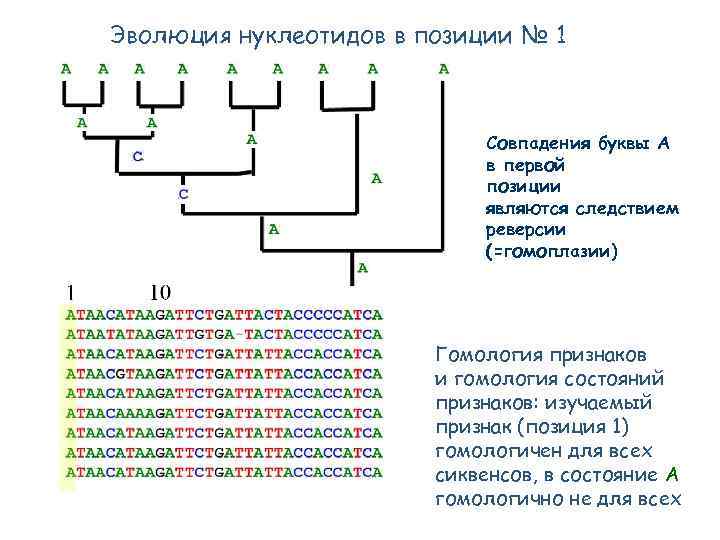 Эволюция нуклеотидов в позиции № 1 Совпадения буквы А в первой позиции являются следствием
