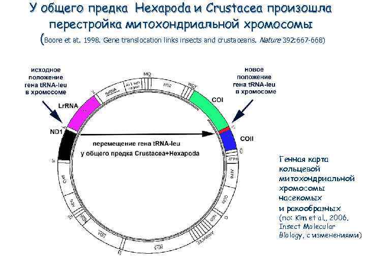 У общего предка Hexapoda и Crustacea произошла перестройка митохондриальной хромосомы (Boore et at. 1998.