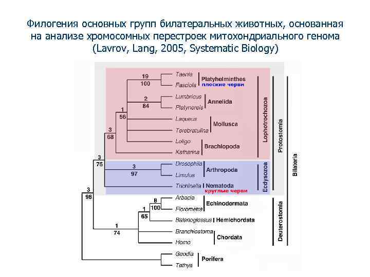 Филогения основных групп билатеральных животных, основанная на анализе хромосомных перестроек митохондриального генома (Lavrov, Lang,