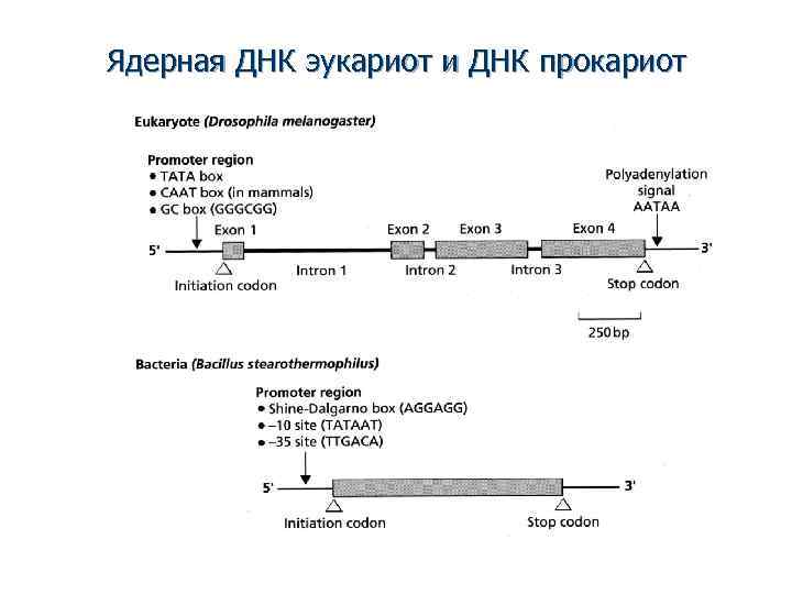 Ядерная ДНК эукариот и ДНК прокариот 