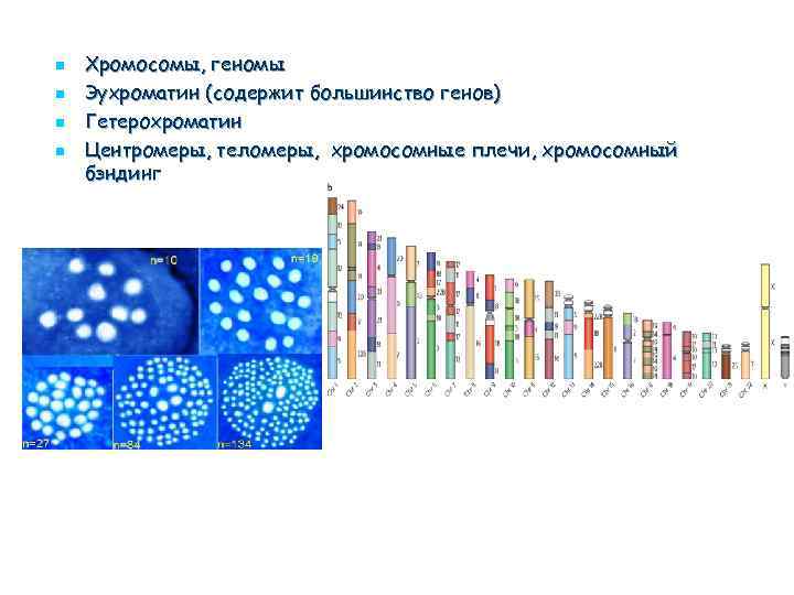 n n Хромосомы, геномы Эухроматин (содержит большинство генов) Гетерохроматин Центромеры, теломеры, хромосомные плечи, хромосомный