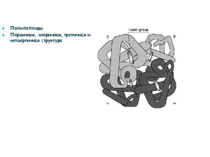 n n Полипептиды Первичная, вторичная, третичная и четвертичная структура 