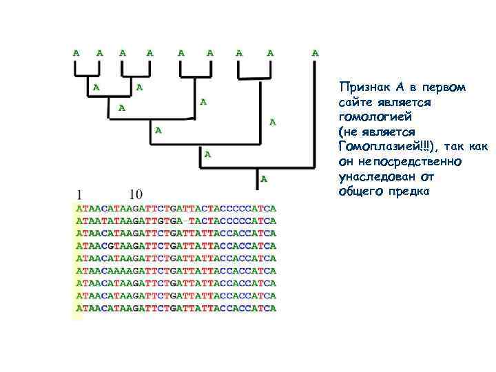 Признак А в первом сайте является гомологией (не является Гомоплазией!!!), так как он непосредственно
