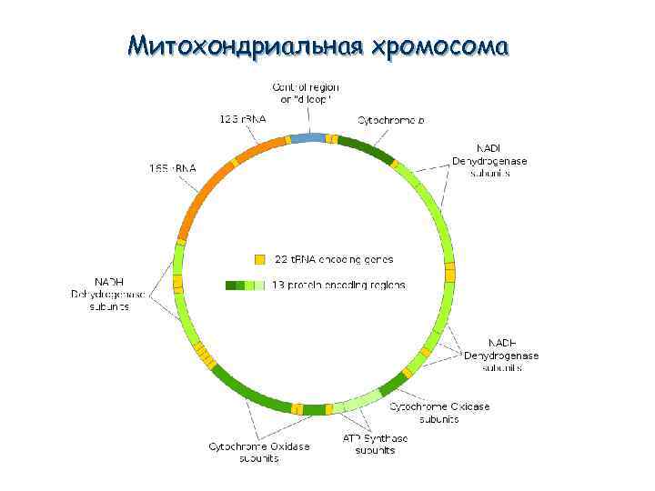 Митохондриальная хромосома 