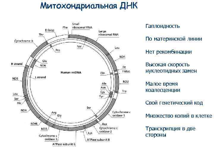 Митохондриальная ДНК Гаплоидность По материнской линии Нет рекомбинации Высокая скорость нуклеотидных замен Малое время