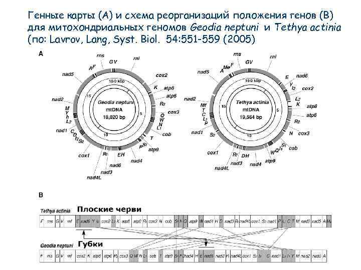 Генные карты (A) и схема реорганизаций положения генов (B) для митохондриальных геномов Geodia neptuni