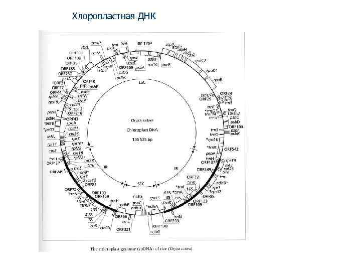 Хлоропластная ДНК 