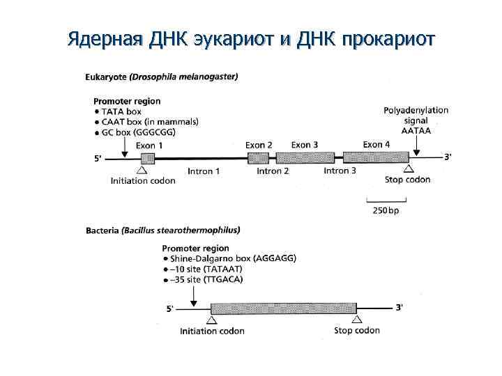 Ядерная днк. Функции ядерной ДНК. Структура ядерной ДНК. ДНК прокариот и эукариот.