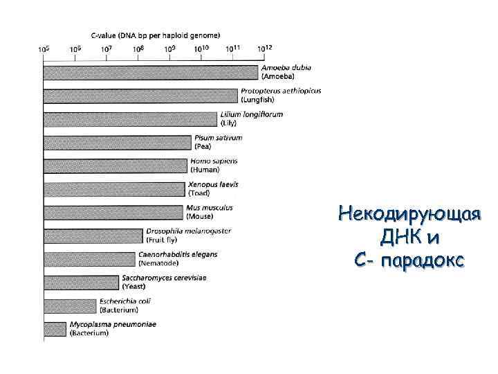 Некодирующая ДНК и С- парадокс 