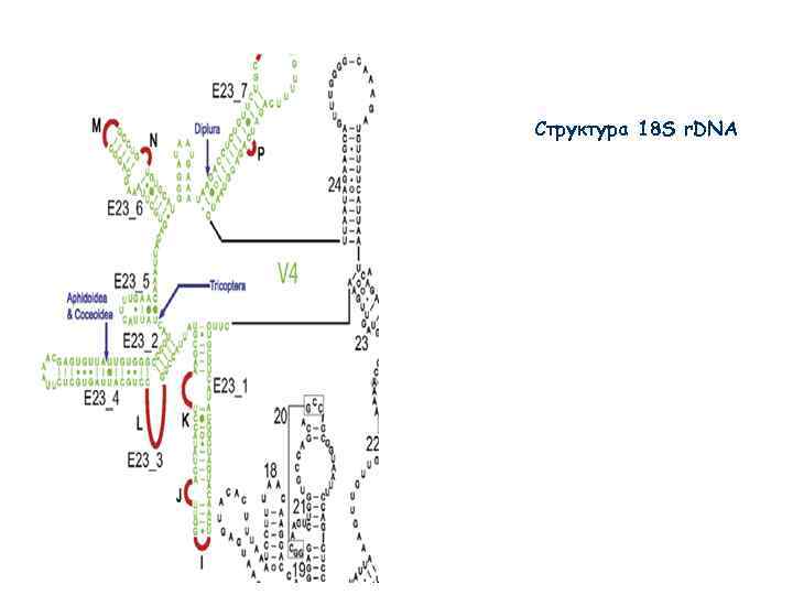 Структура 18 S r. DNA 