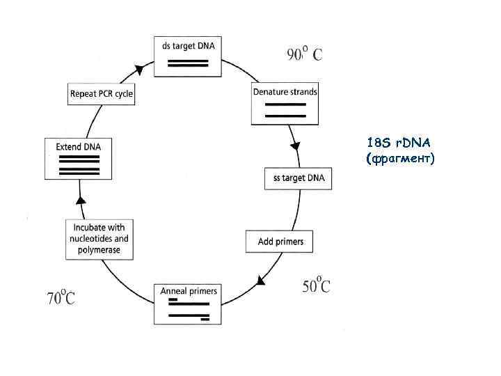 18 S r. DNA (фрагмент) 