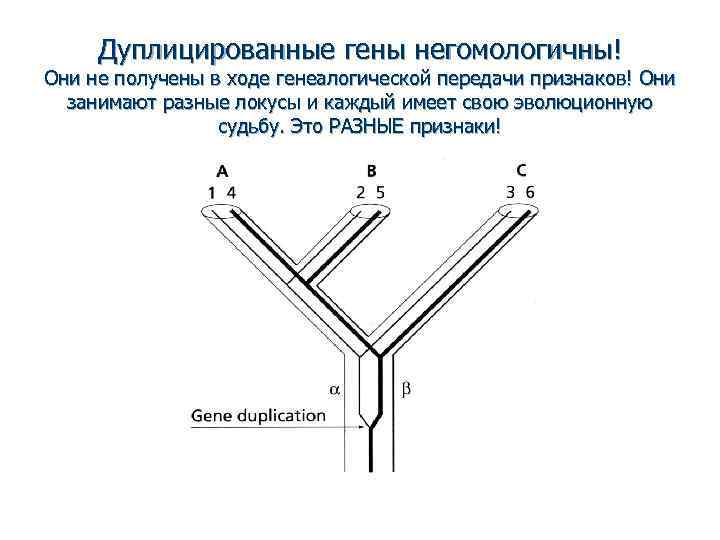 Дуплицированные гены негомологичны! Они не получены в ходе генеалогической передачи признаков! Они занимают разные