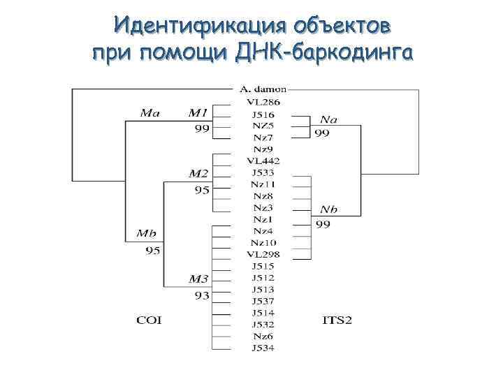 Идентификация объектов при помощи ДНК-баркодинга 