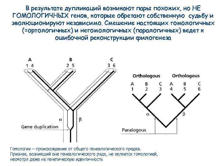 Днк 1 е. Ортологи и паралоги. Паралогичные и ортологичные гены. Гены ортологи. Ортологичные гены примеры.