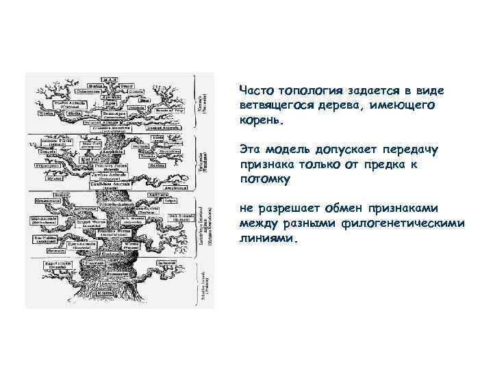 Часто топология задается в виде ветвящегося дерева, имеющего корень. Эта модель допускает передачу признака