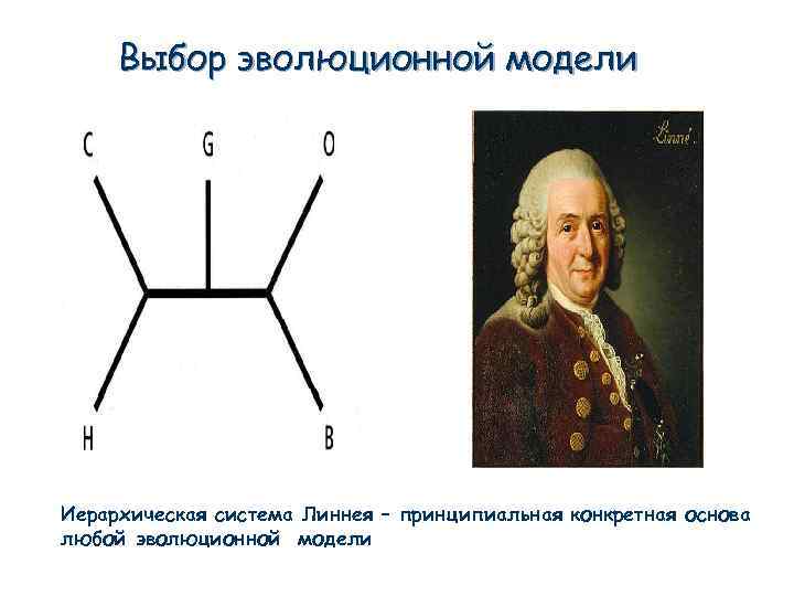 Выбор эволюционной модели Иерархическая система Линнея – принципиальная конкретная основа любой эволюционной модели 