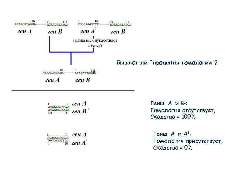Бывают ли “проценты гомологии”? Гены A и B: : B 1 Гомология отсутствует, Сходство
