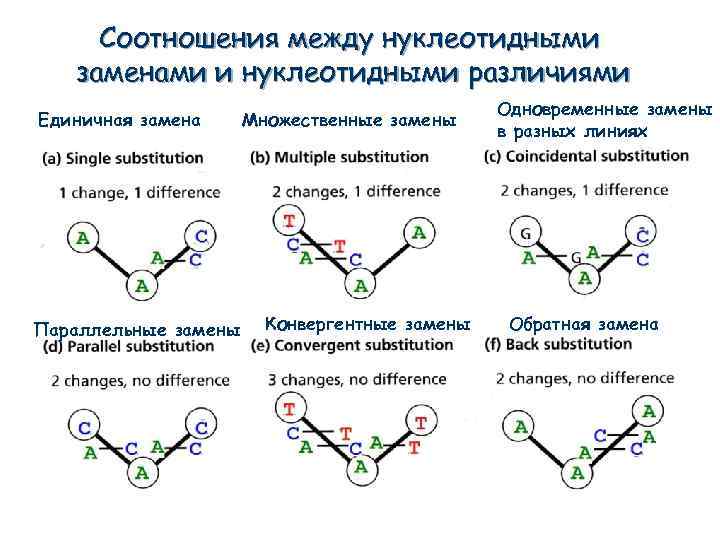 Соотношения между нуклеотидными заменами и нуклеотидными различиями Единичная замена Параллельные замены Множественные замены Конвергентные