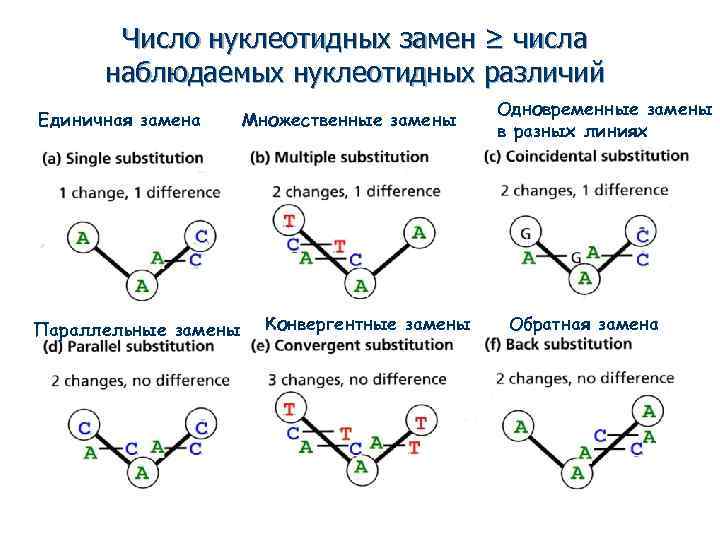 Число нуклеотидных замен ≥ числа наблюдаемых нуклеотидных различий Единичная замена Параллельные замены Множественные замены