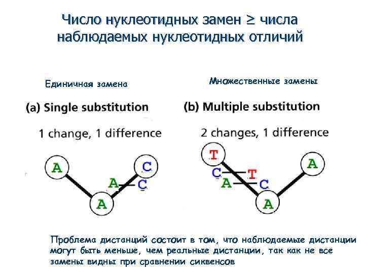 Число нуклеотидных замен ≥ числа наблюдаемых нуклеотидных отличий Единичная замена Множественные замены Проблема дистанций