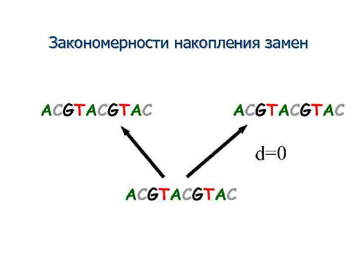 Закономерности накопления замен 