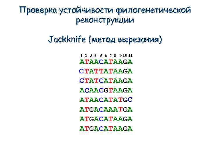 Проверка устойчивости филогенетической реконструкции Jackknife (метод вырезания) 