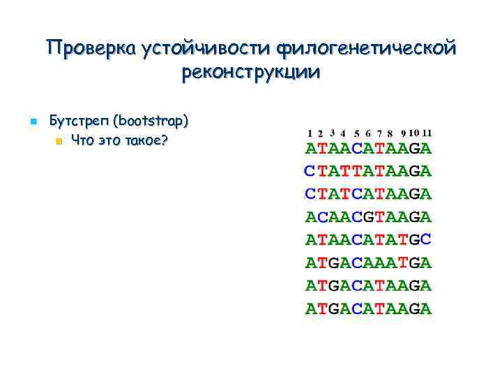 Проверка устойчивости филогенетической реконструкции n Бутстреп (bootstrap) n Что это такое? 
