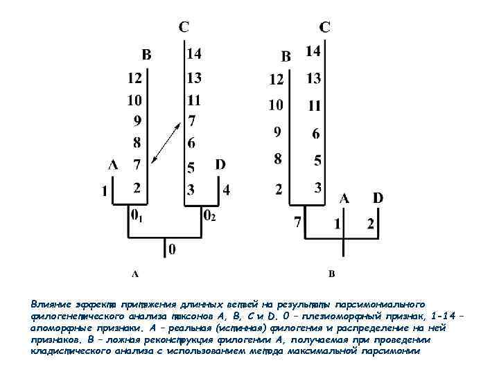 Влияние эффекта притяжения длинных ветвей на результаты парсимониального филогенетического анализа таксонов A, B, C