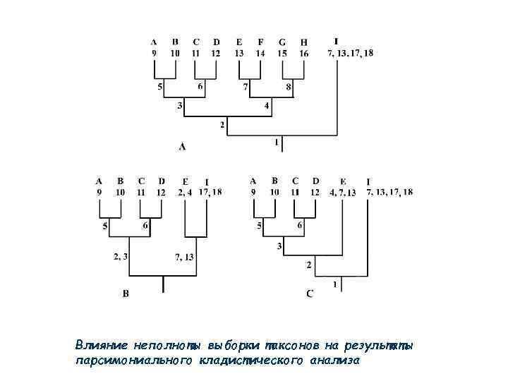 Влияние неполноты выборки таксонов на результаты парсимониального кладистического анализа 