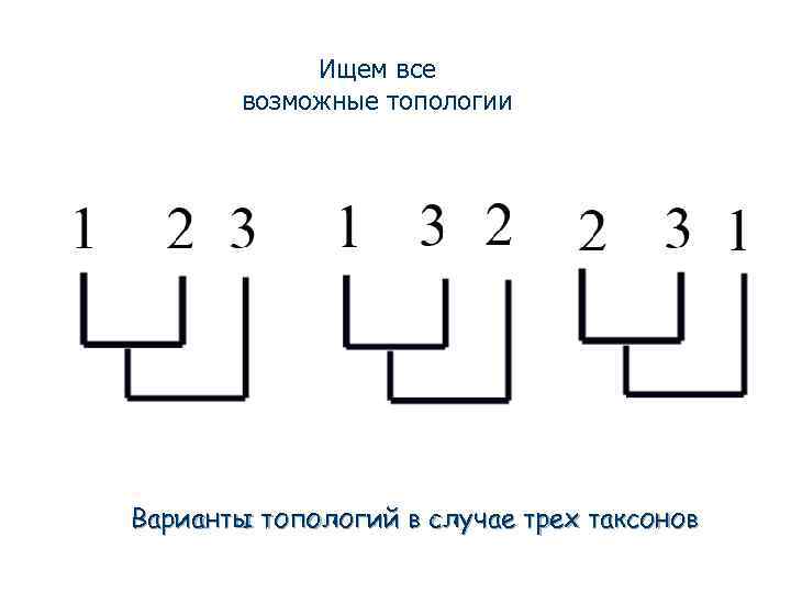Ищем все возможные топологии Варианты топологий в случае трех таксонов 