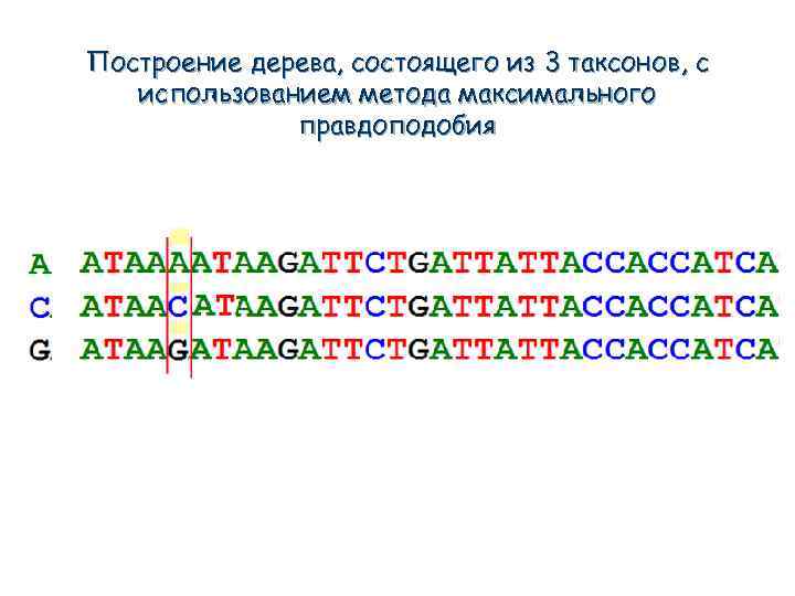 Построение дерева, состоящего из 3 таксонов, с использованием метода максимального правдоподобия 