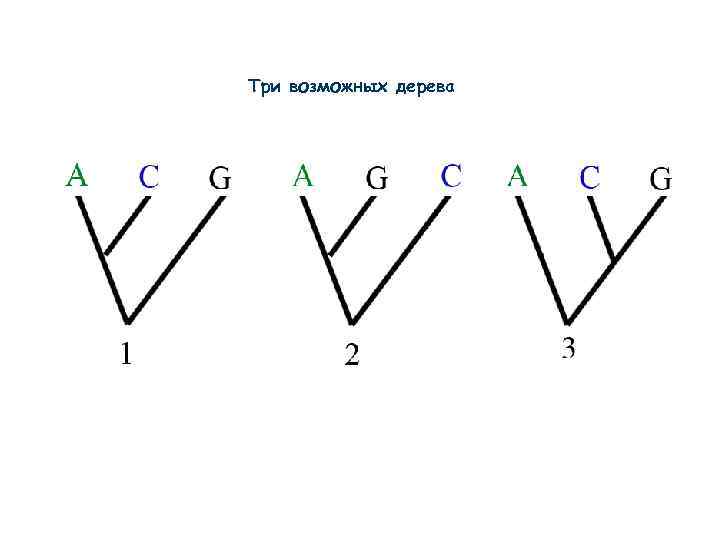 Три возможных дерева 
