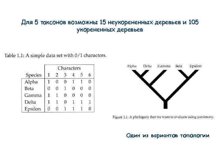 Для 5 таксонов возможны 15 неукорененных деревьев и 105 укорененных деревьев Один из вариантов