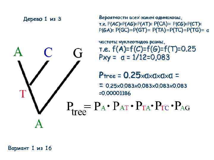 Дерево 1 из 3 Вероятности всех замен одинаковы, т. е. P(AC)=P(AG)=P(AT)= P(CA)= P(CG)=P(CT)= P(GA)=