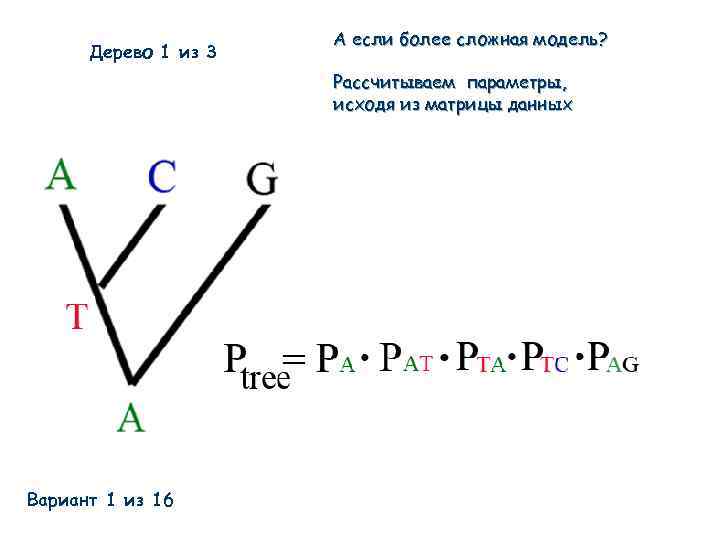 Дерево 1 из 3 А если более сложная модель? Рассчитываем параметры, исходя из матрицы