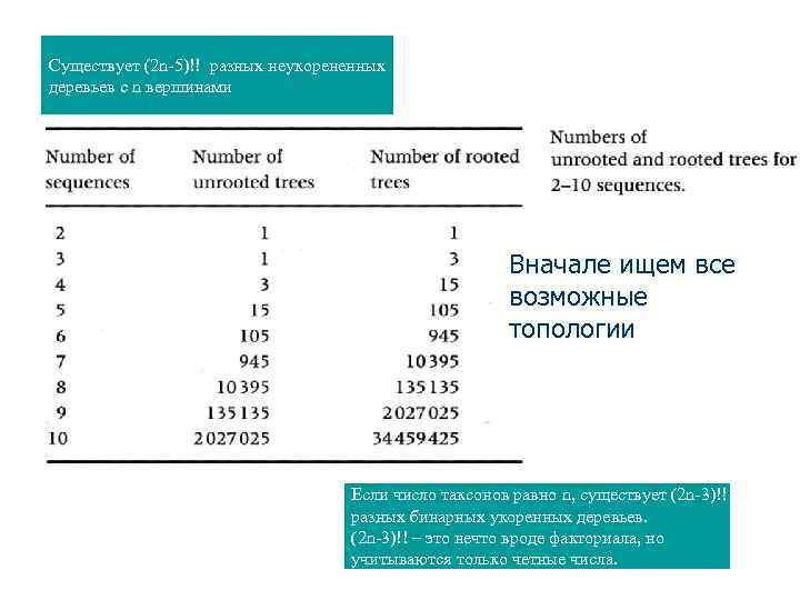 Существует (2 n-5)!! разных неукорененных деревьев с n вершинами Вначале ищем все возможные топологии