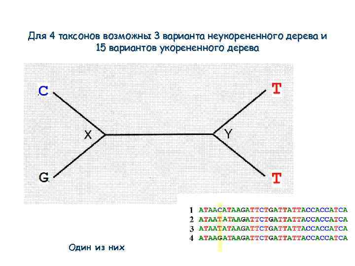 Для 4 таксонов возможны 3 варианта неукорененного дерева и 15 вариантов укорененного дерева Один