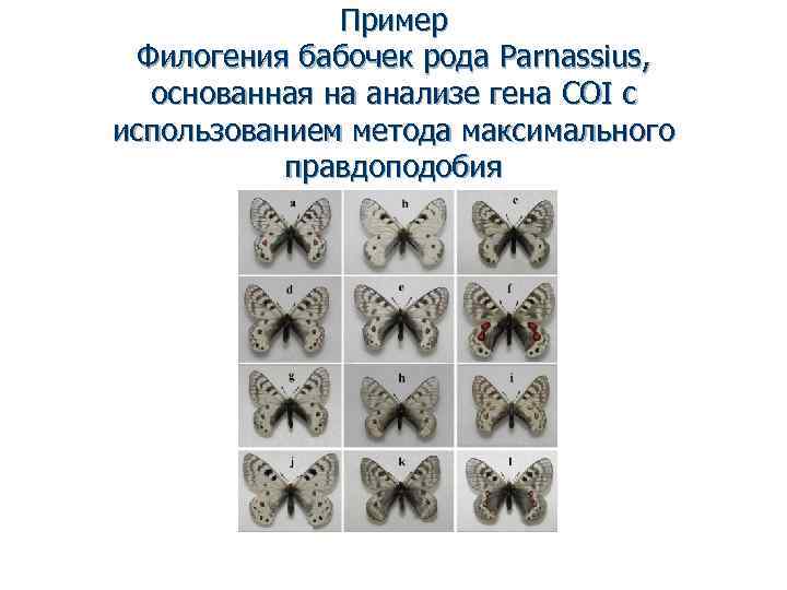 Пример Филогения бабочек рода Parnassius, основанная на анализе гена COI с использованием метода максимального
