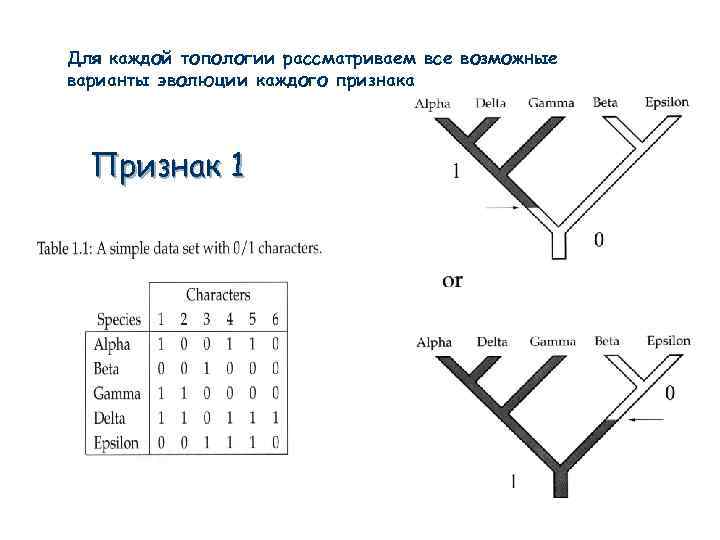 Для каждой топологии рассматриваем все возможные варианты эволюции каждого признака Признак 1 
