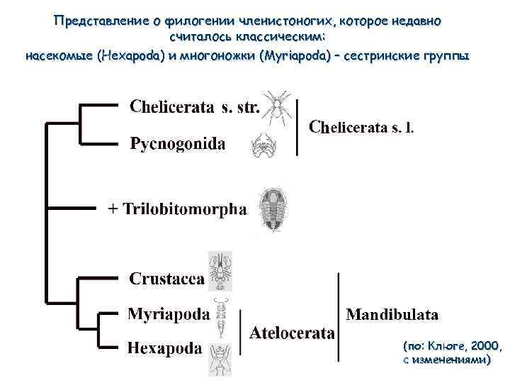 Представление о филогении членистоногих, которое недавно считалось классическим: насекомые (Hexapoda) и многоножки (Myriapoda) –