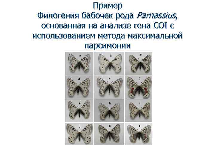 Пример Филогения бабочек рода Parnassius, основанная на анализе гена COI с использованием метода максимальной