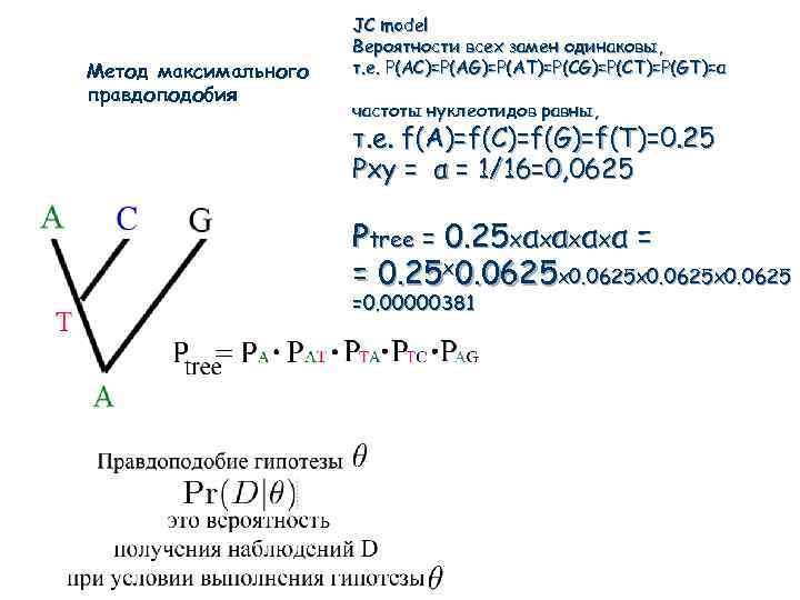 Метод максимального правдоподобия JC model Вероятности всех замен одинаковы, т. е. P(AC)=P(AG)=P(AT)=P(CG)=P(CT)=P(GT)=α частоты нуклеотидов