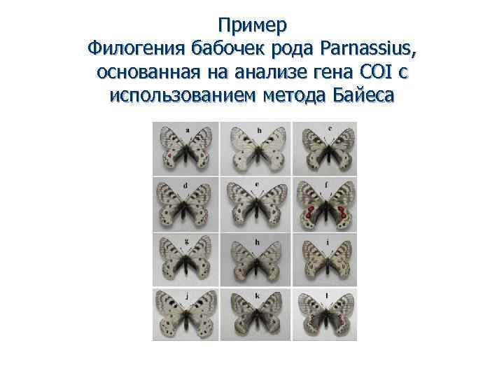 Пример Филогения бабочек рода Parnassius, основанная на анализе гена COI с использованием метода Байеса