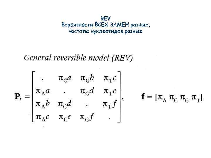 REV Вероятности ВСЕХ ЗАМЕН разные, частоты нуклеотидов разные 