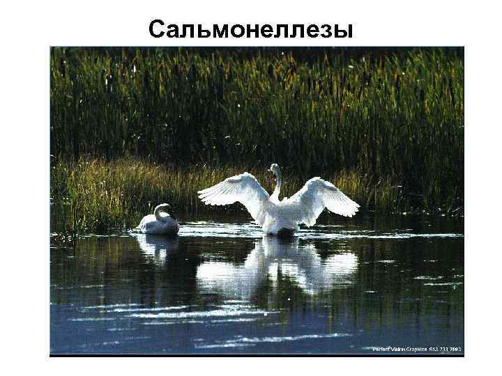 Сальмонеллезы 