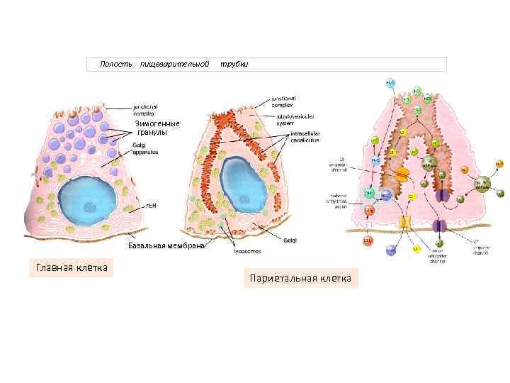 Полость пищеварительной трубки Зимогенные гранулы Базальная мембрана Главная клетка Париетальная клетка 