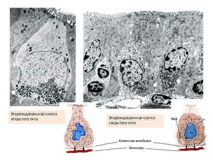 Этероэндокринная клетка открытого типа Этероэндокринная клетка закрытого типа Базальная мембрана Капилляр 